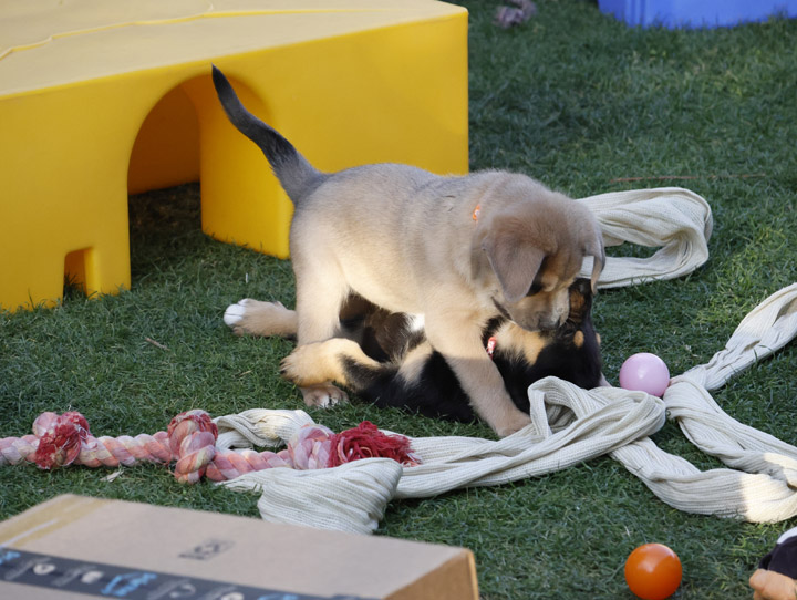 chinook dog